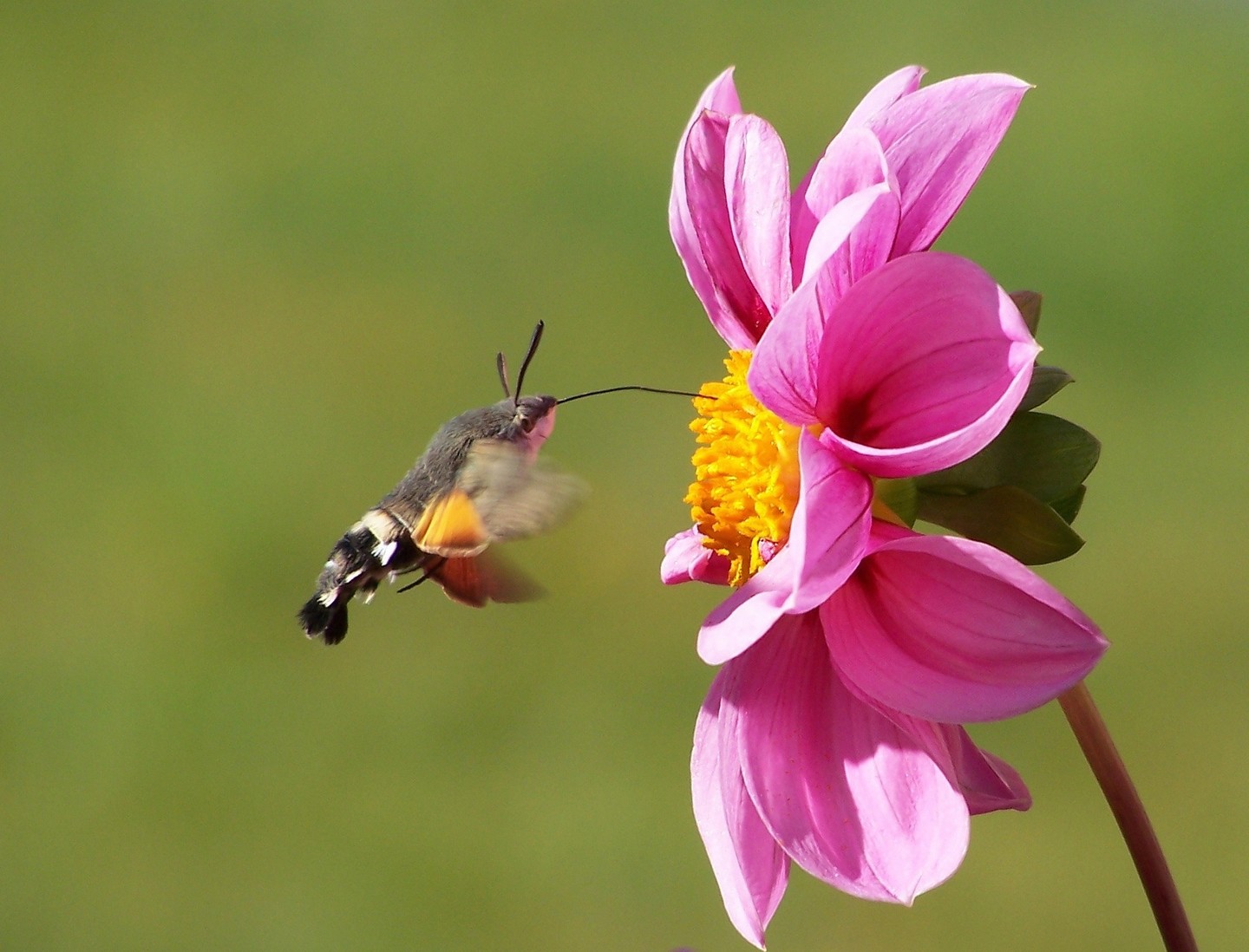 Sortie : Incroyables pollinisateurs