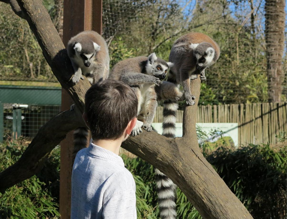 Stage - Mini soigneur