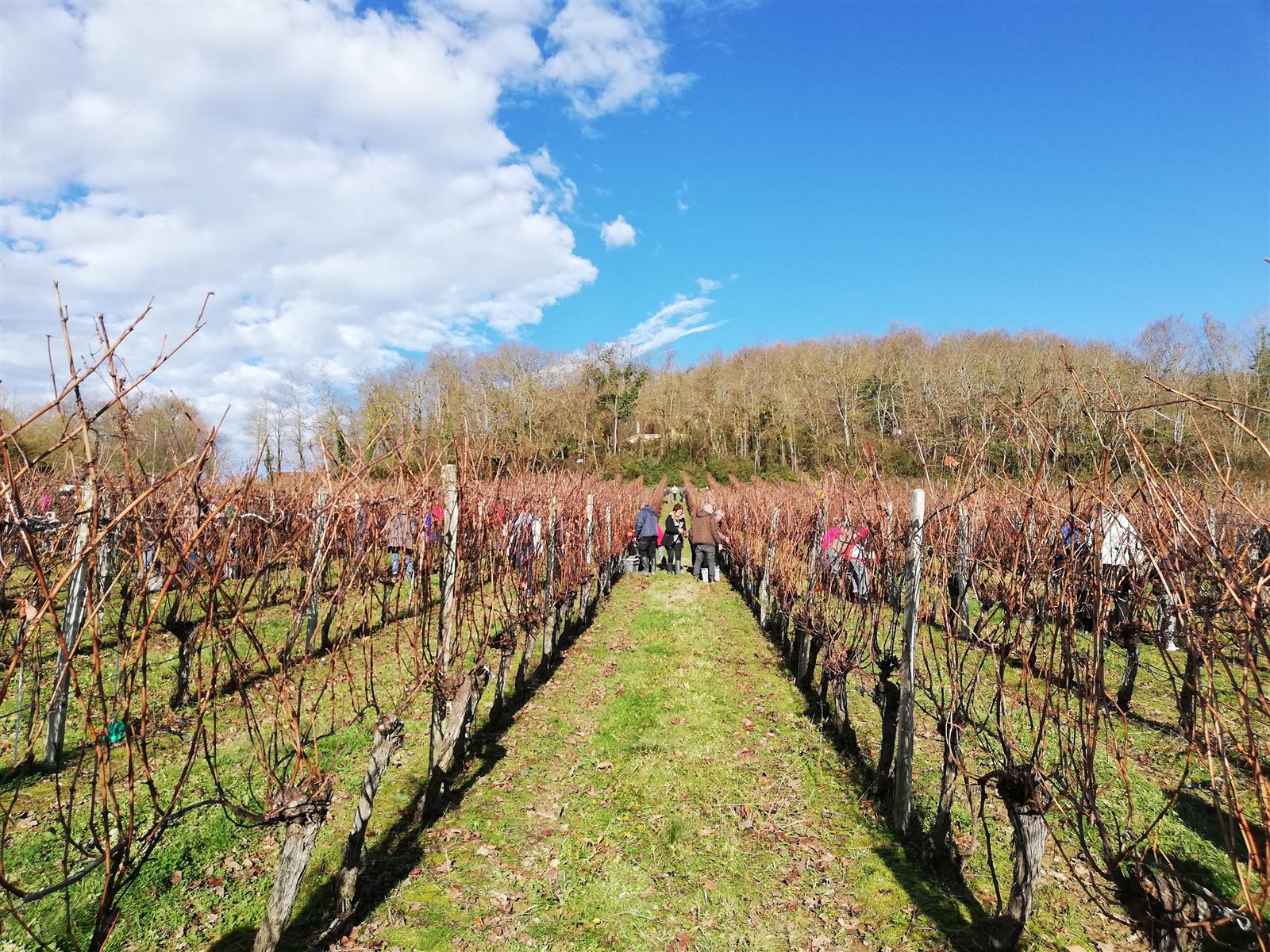 Vendanges de l’hivernal, au Château de Crouseilles