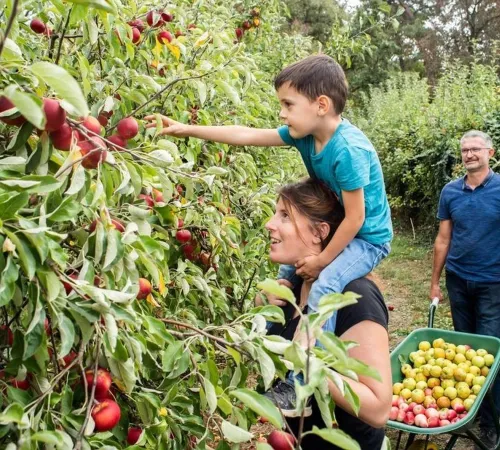 Fête de la pomme, à la Cueillette de l'Aragnon