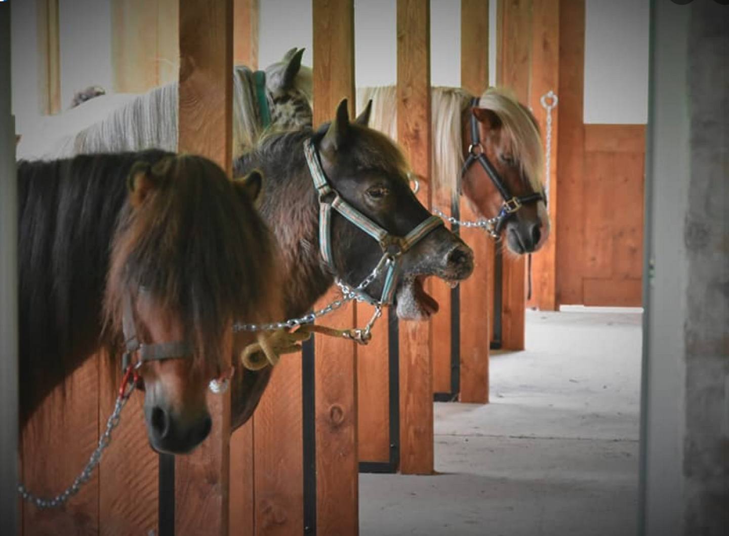 les P'tits cavaliers - animations vacances de  ...