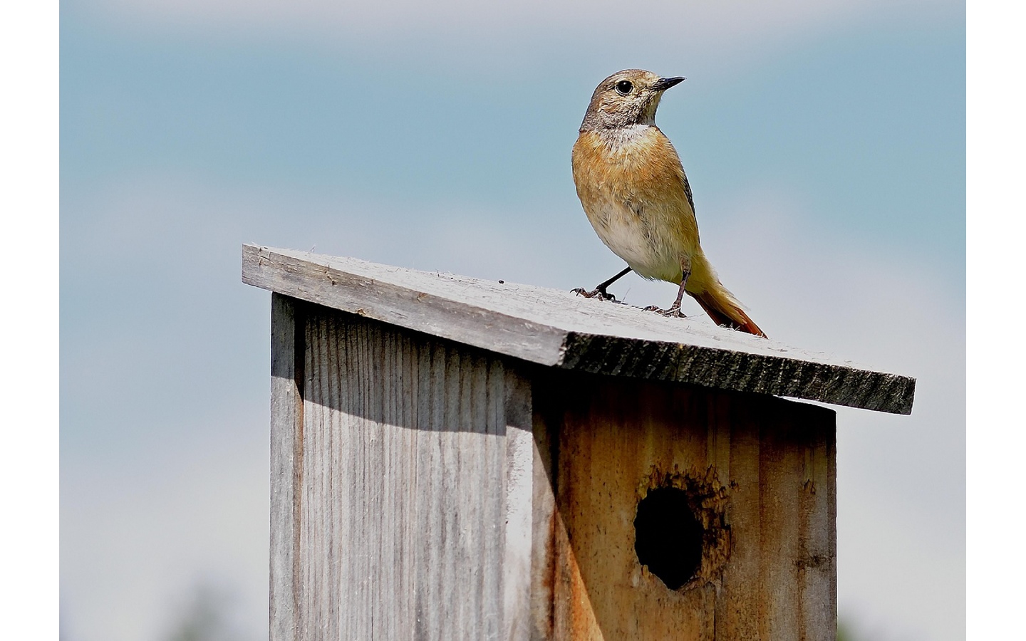 Atelier Brico'nature “Nichoirs à oiseaux”
