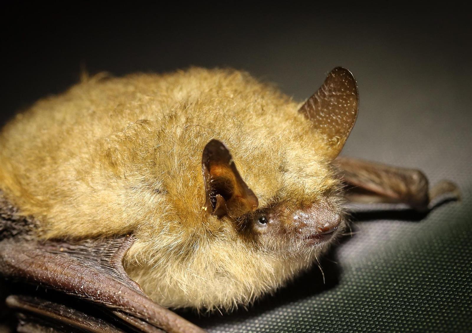 Atelier Brico'nature “Gîte à Chauve-souris”