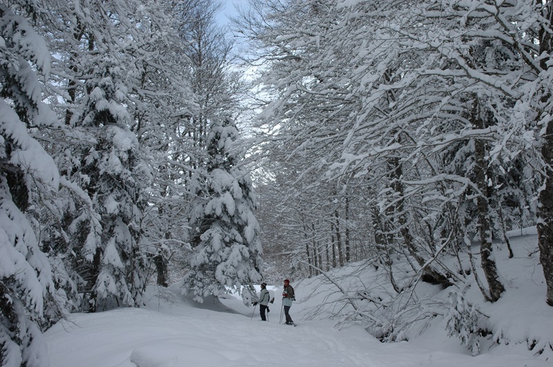 Randonnée hivernale sur les traces de la faune ...