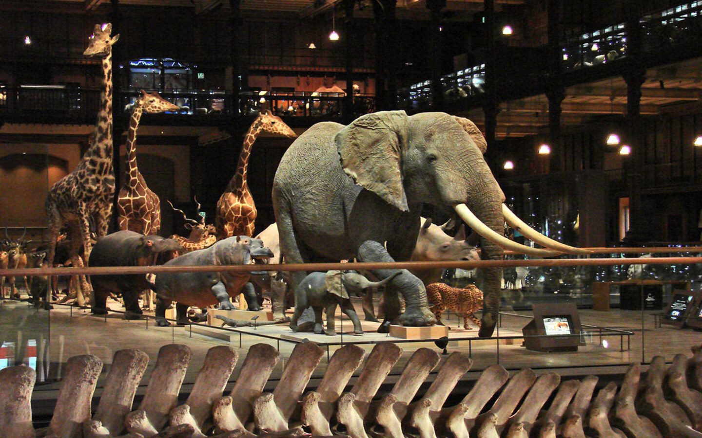 Balade muséale « Muséum d’Histoire Naturelle - ...