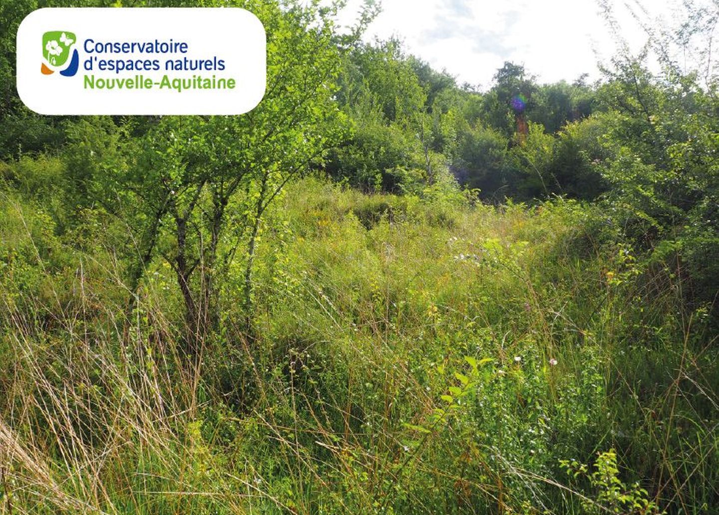Chantier de restauration d'une pelouse sèche à ...