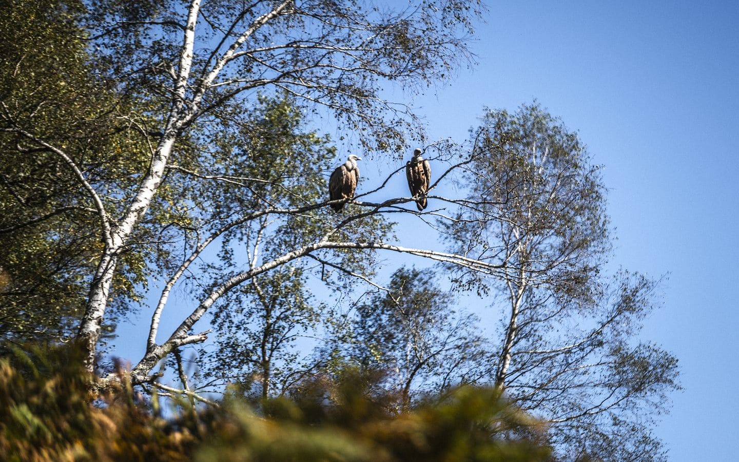 Sous les ailes des montagnes