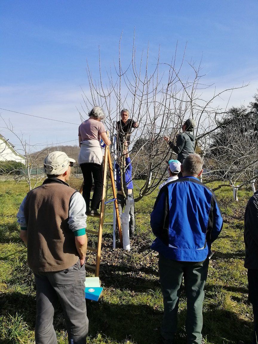 J'apprends à tailler les arbres fruitiers