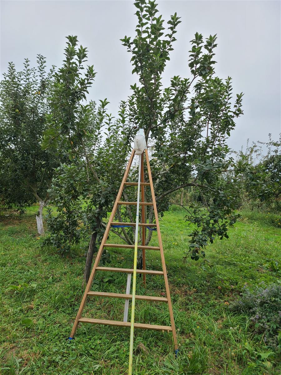 Créer un verger-forêt nourricier et l'entretenir