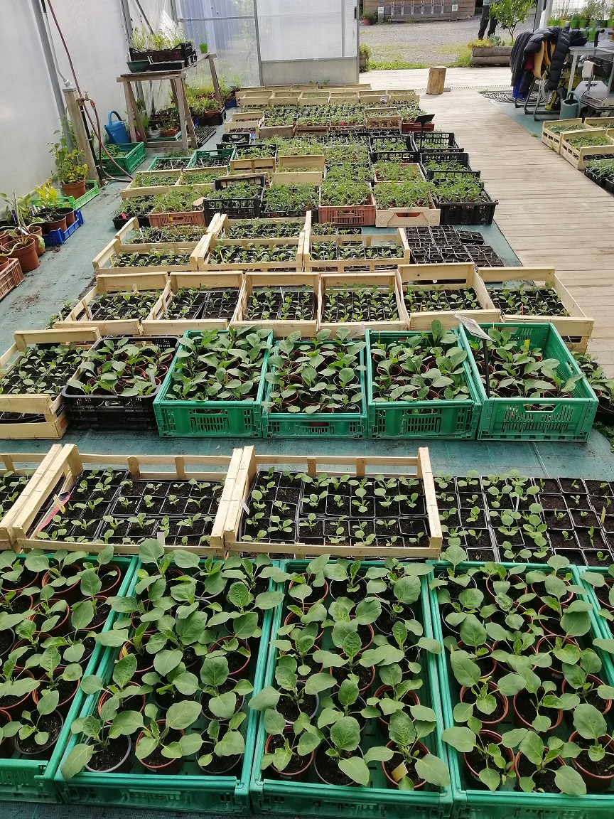 J'apprends à faire mes semis de légumes