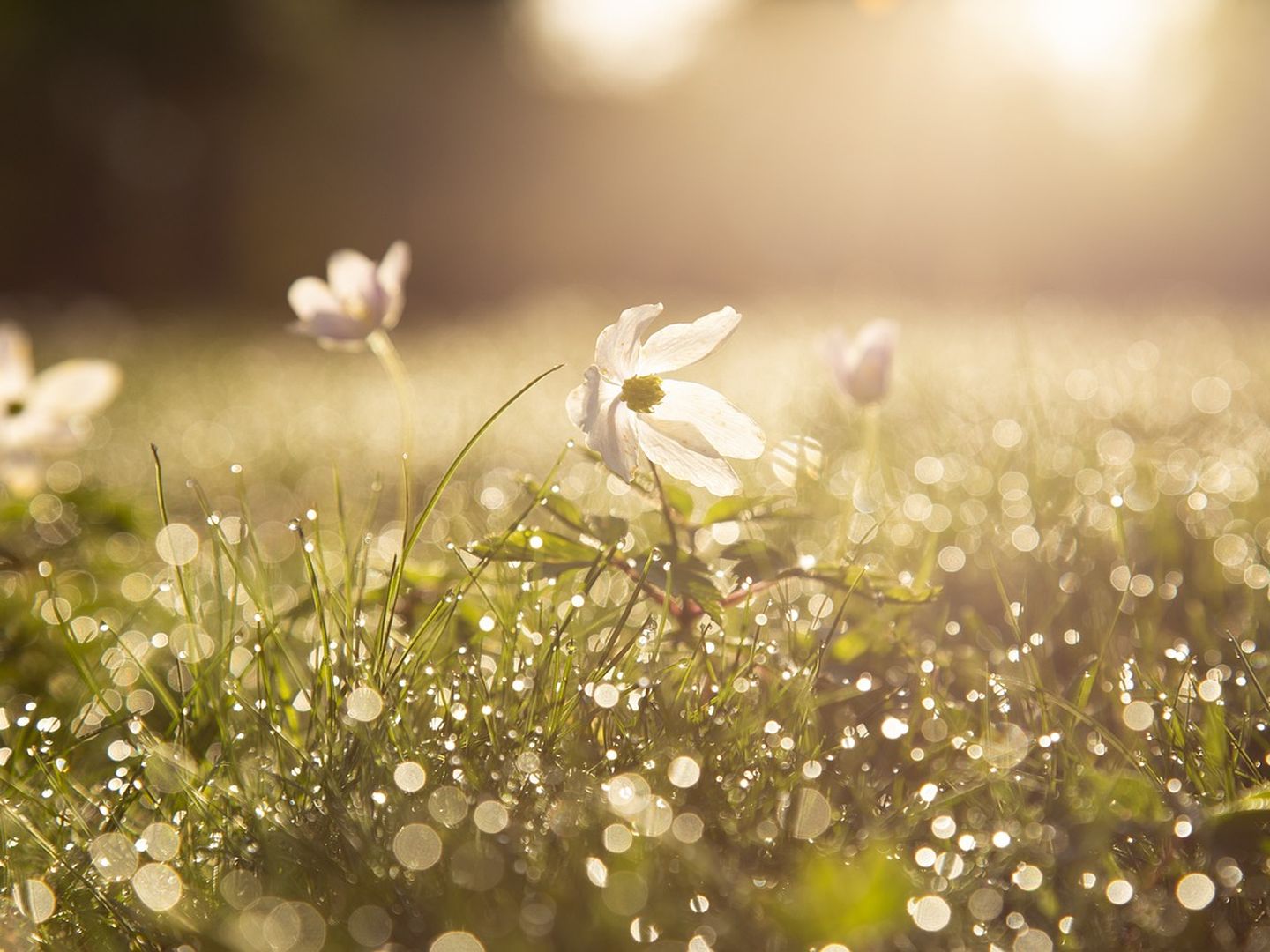 Récolter la sève de bouleau
