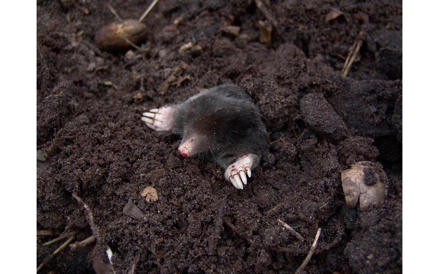 Sortie nature en famille - Sol, le monde invisible