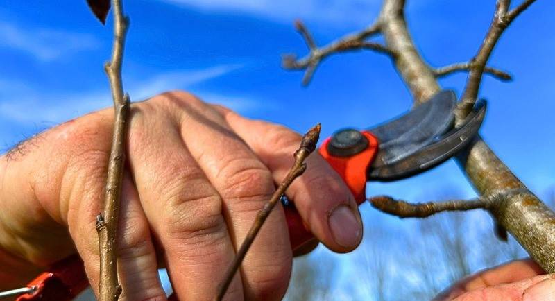 Formation arboriculteur – Initiation à la tail ...