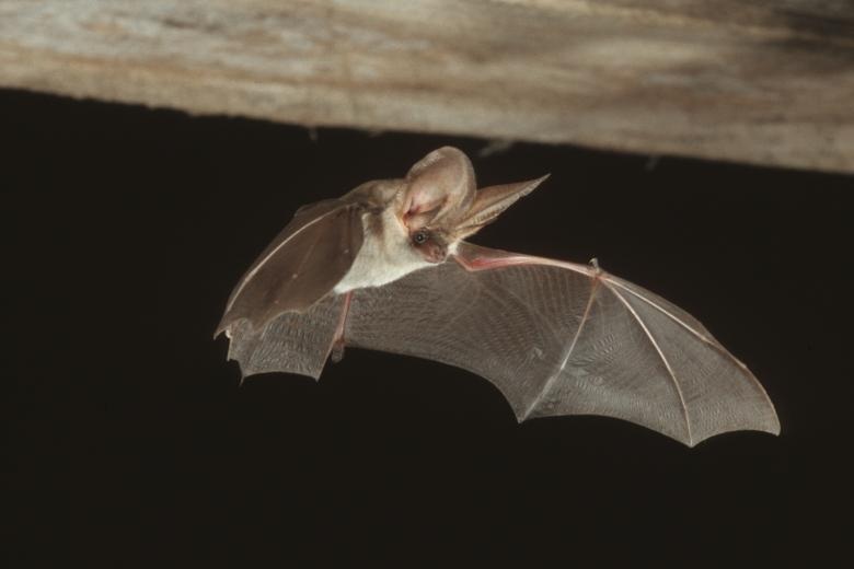 Café-débat sur les chauve-souris
