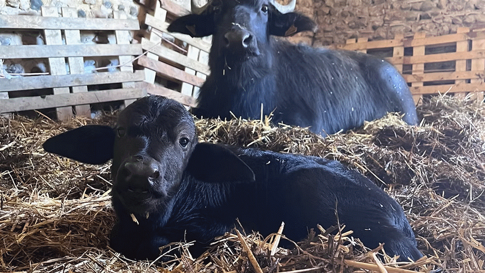 100 lieux 100 massages : Ancrage en Pyrénées