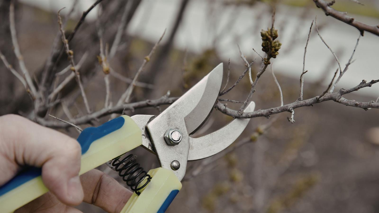 Invitation à la taille des fruitiers