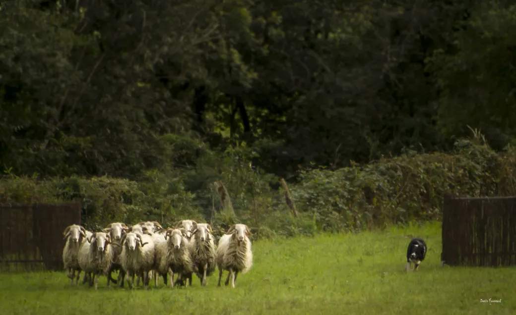 44ème Fête des Berger ... - Crédit: L.NEDELEC | CC BY-NC-ND 4.0