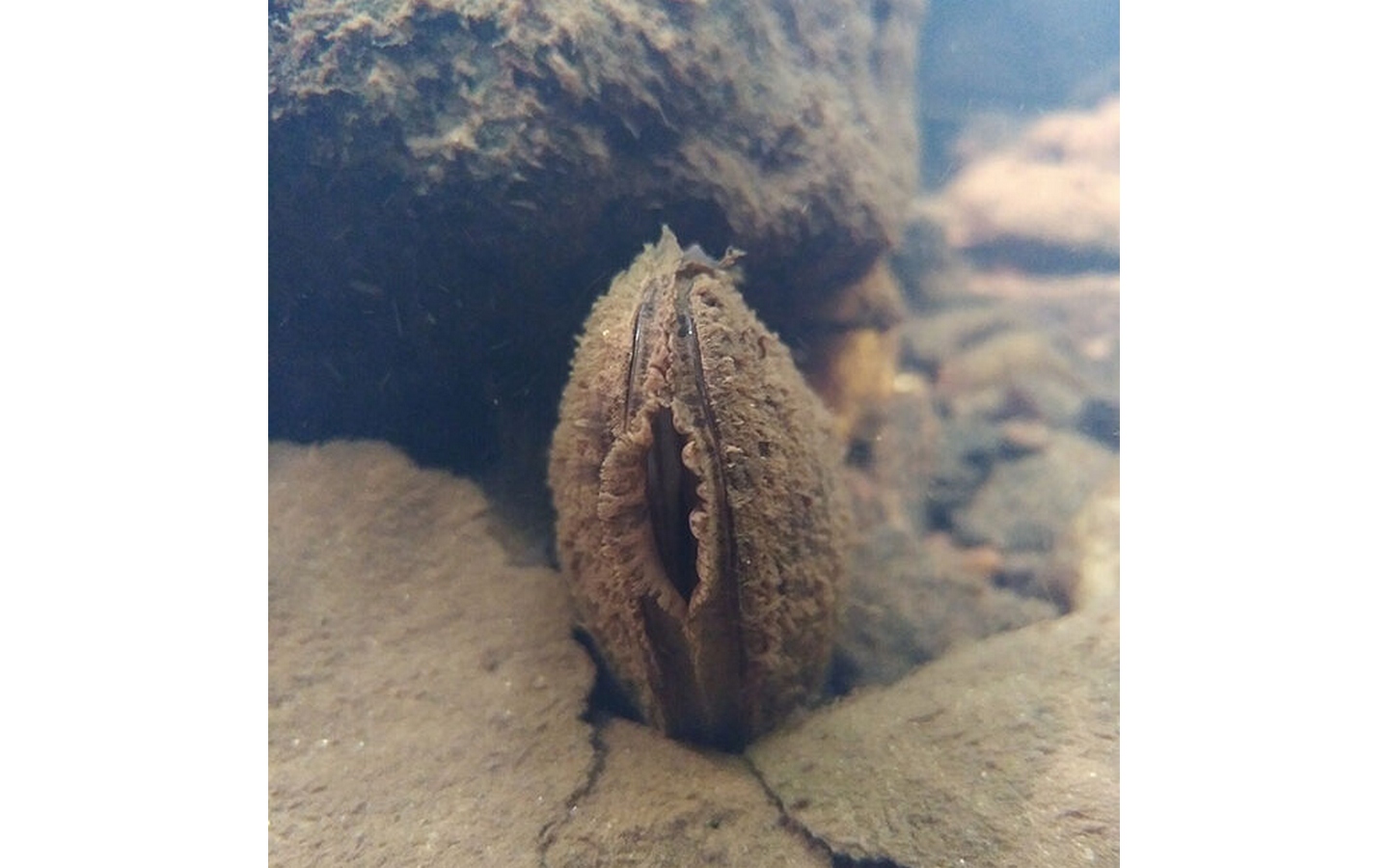 Conférence sur la Mulette perlière (moule d’ea ...