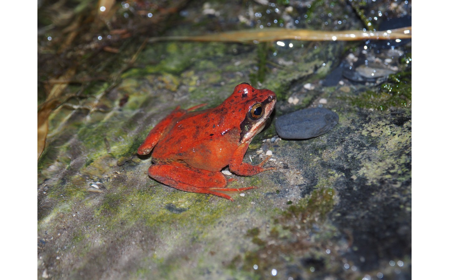 Conférence sur les mythes et légendes autour d ...