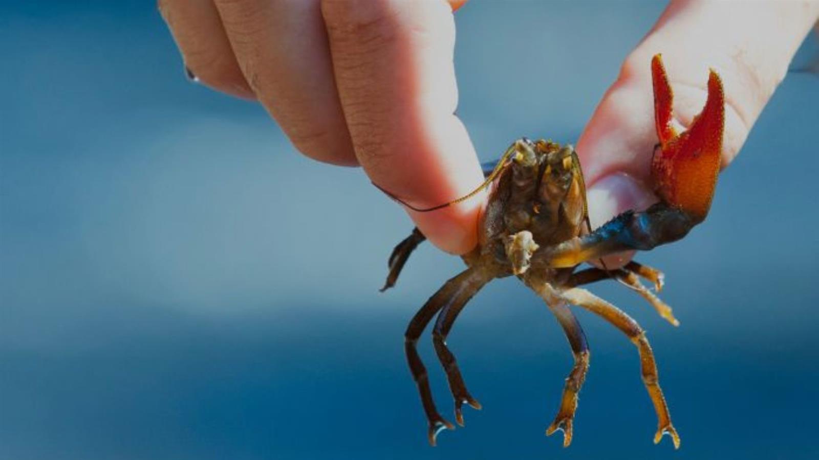 Les Espèces Exotiques Envahissantes et leurs i ...