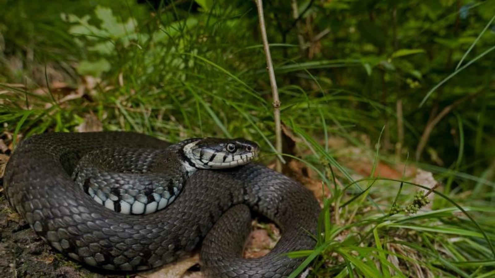 Les reptiles de la Saligue