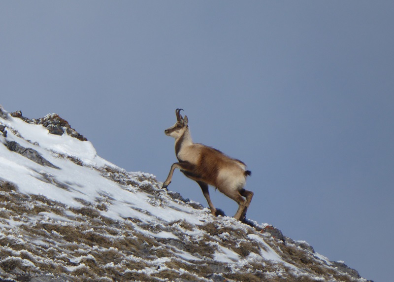 Randonnée sur les traces de la faune sauvage