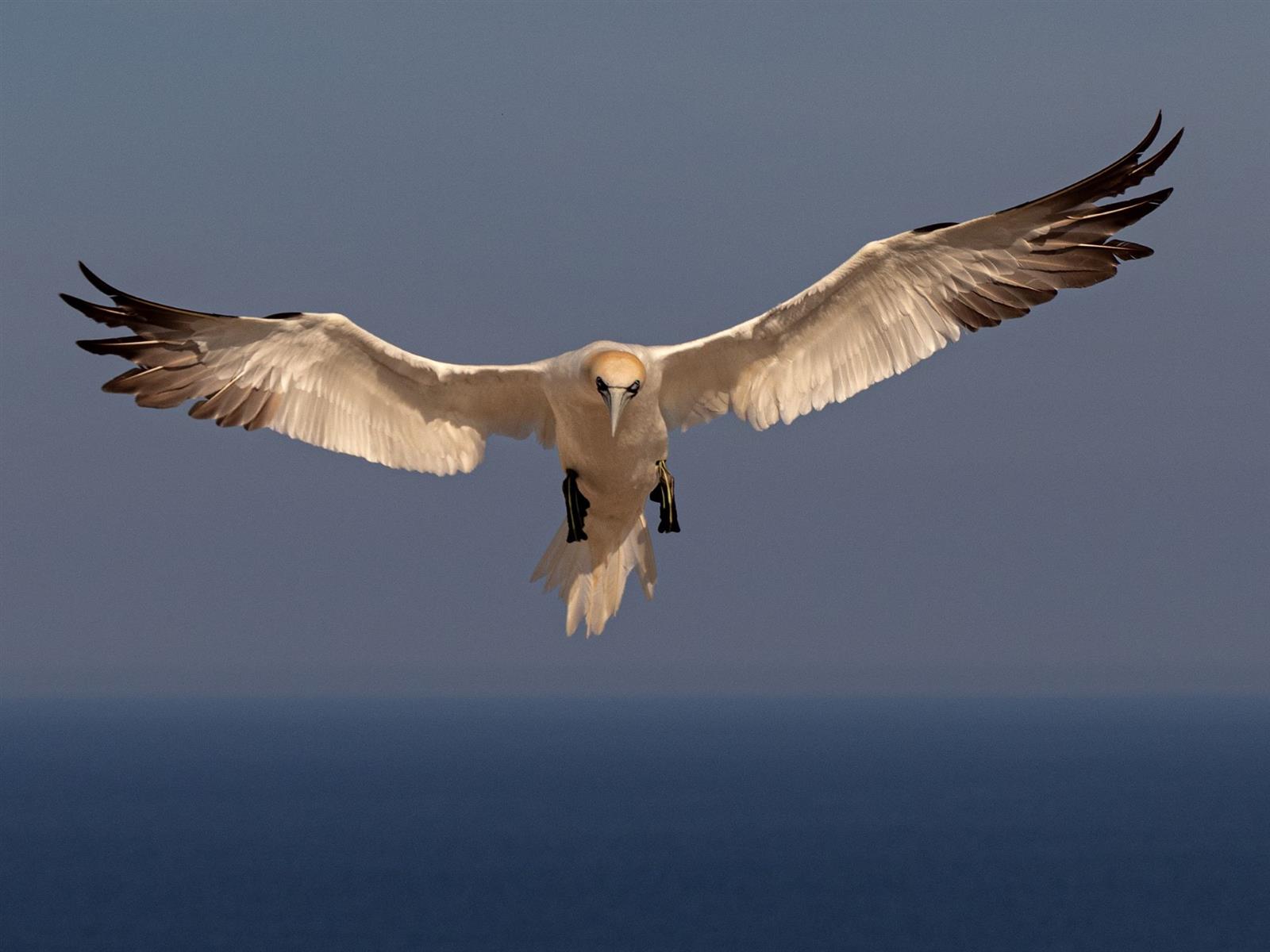Exposition photographique "Oiseaux, entre pose ...