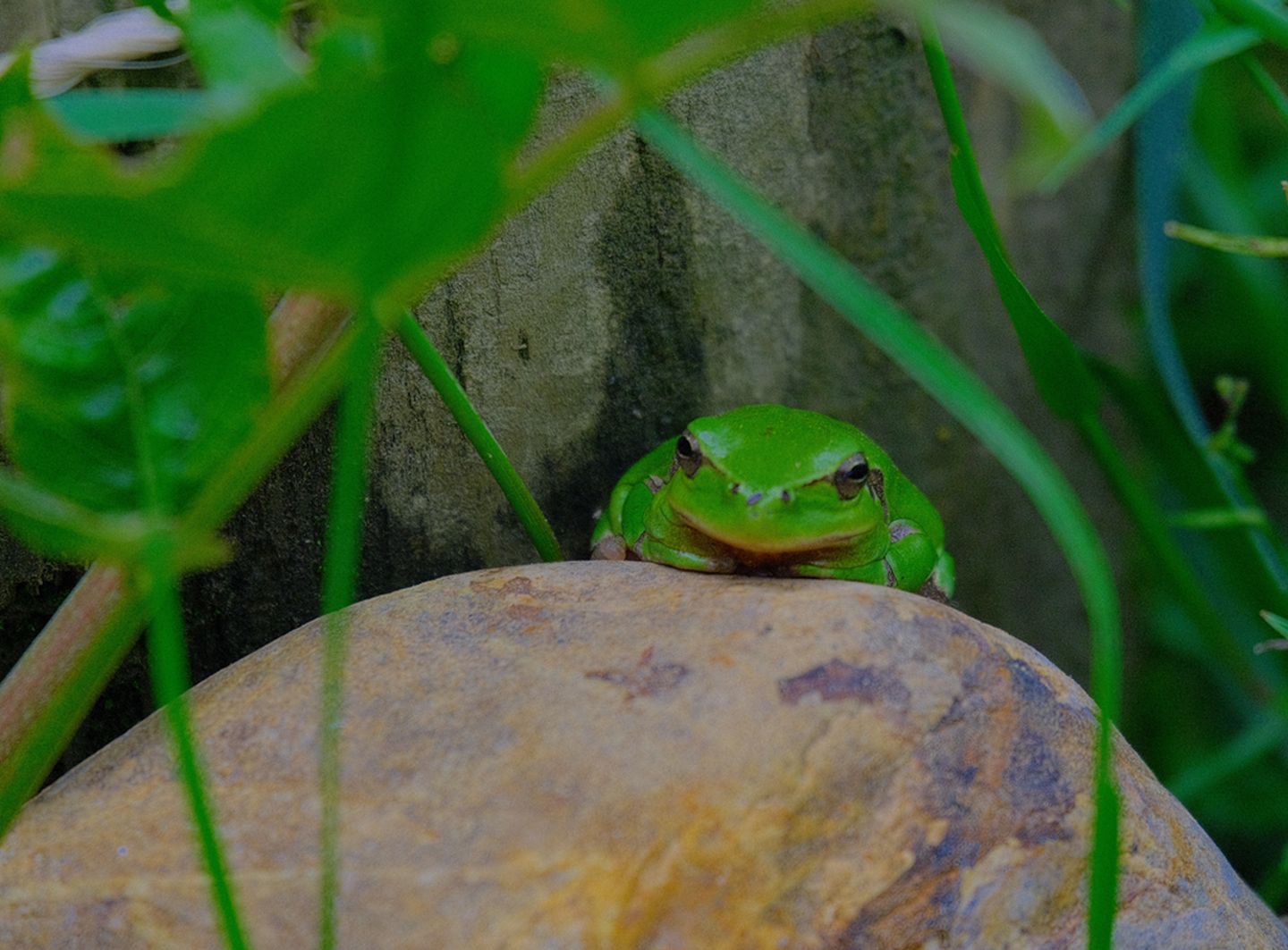 Conte sur les grenouilles et observations, à l ...