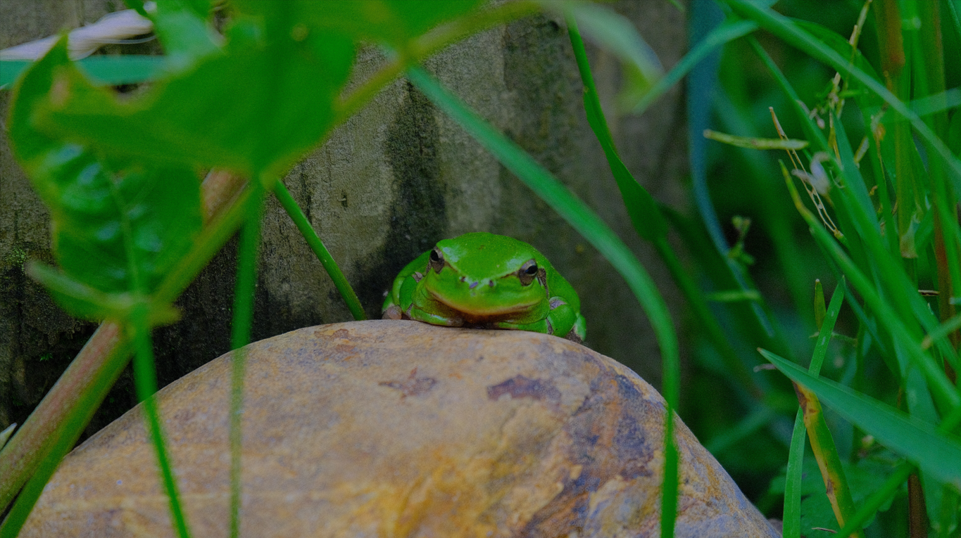Les grenouilles et la mare, à la Cueillette de ...