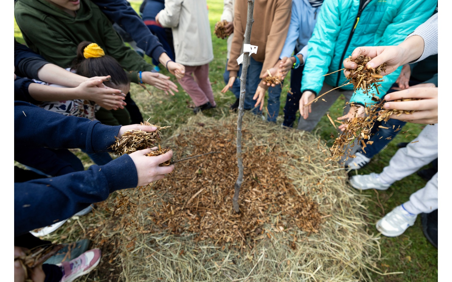 Le Plan canopée et l'arbre, un allié pour bien ...
