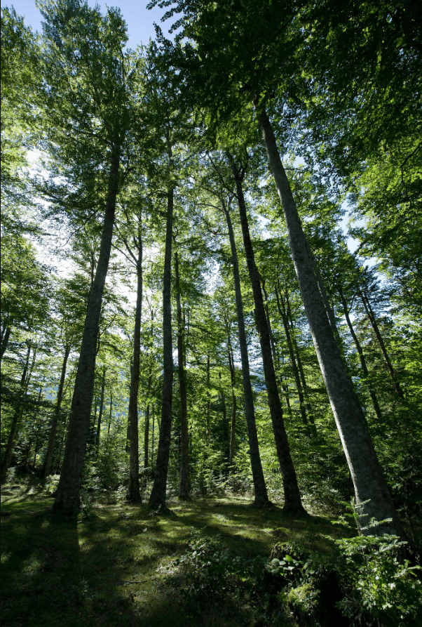 Les arbres de l'Impératrice Eugénie : lorsque  ...