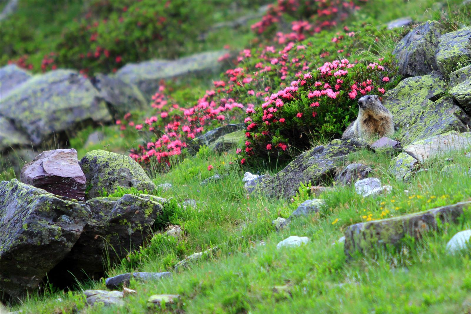 Sur les traces des marmottes