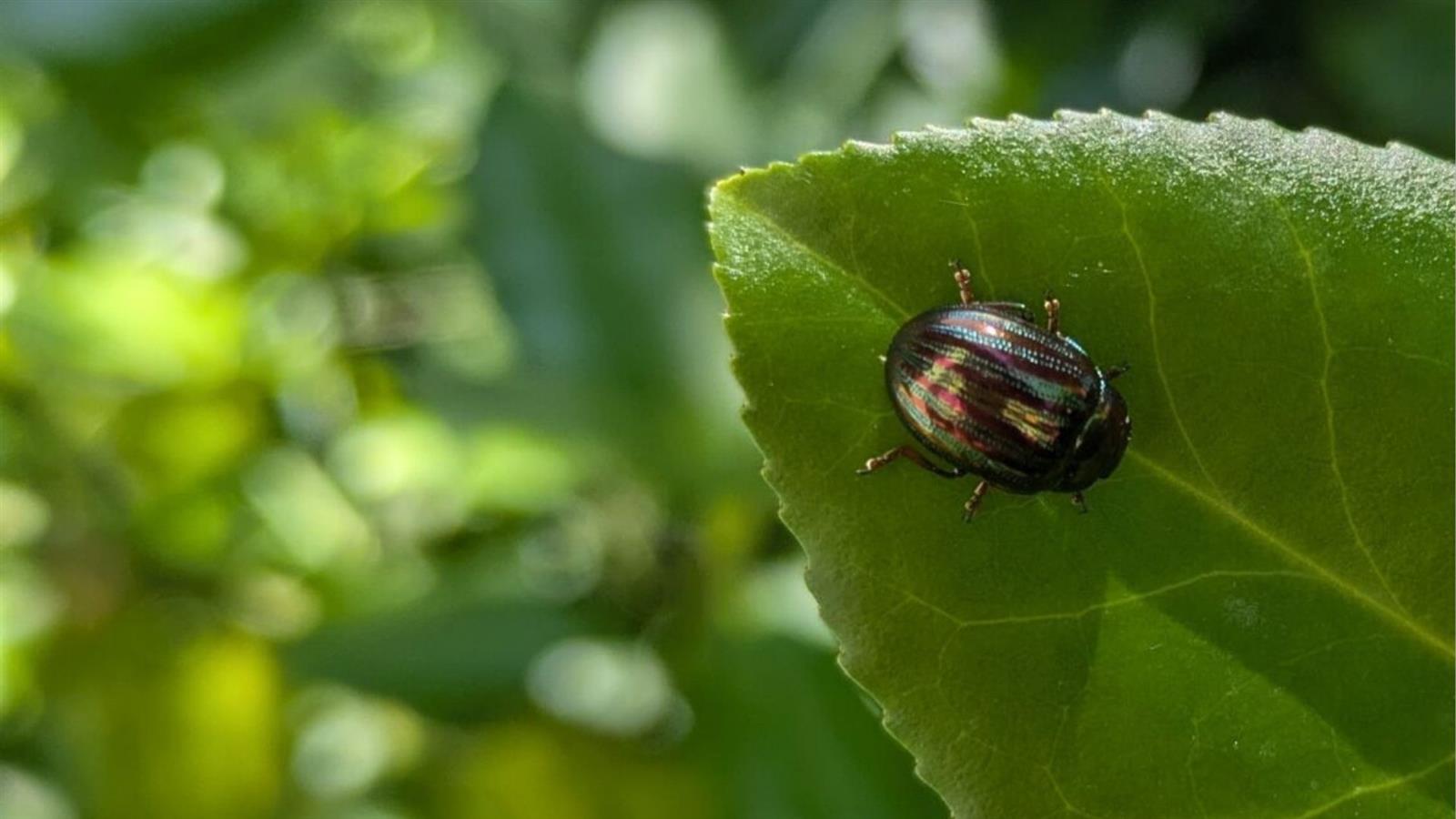 Sortie nature : Découverte du vallon du Clamondé