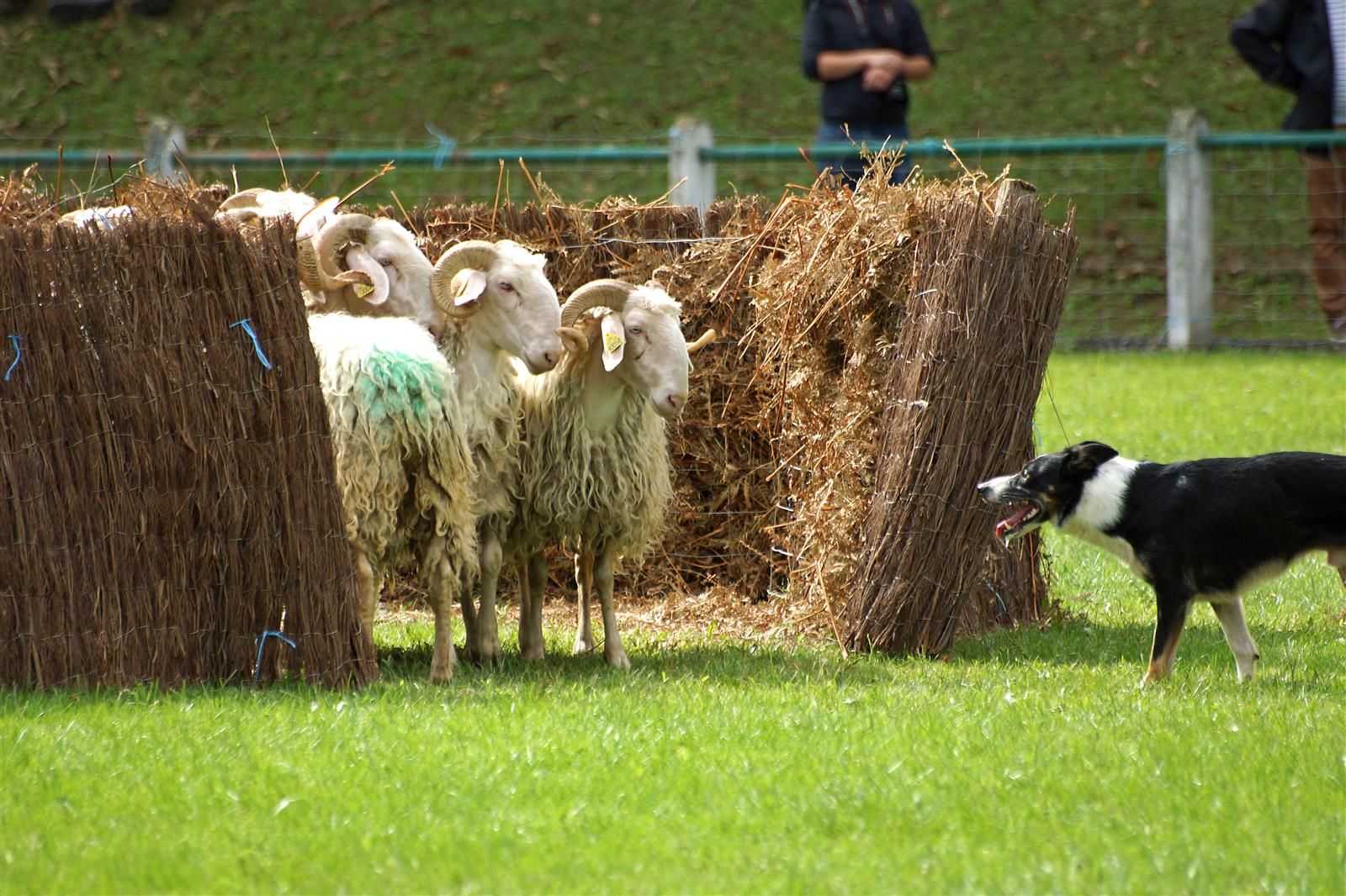 Soirée pastorale et souper du berger