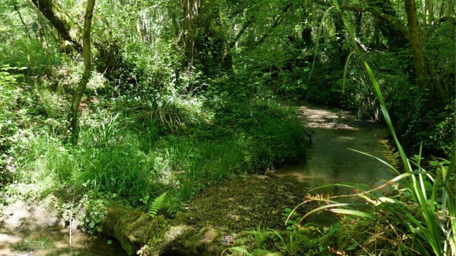 Sortie nature : Le long de la Geüle à Cescau