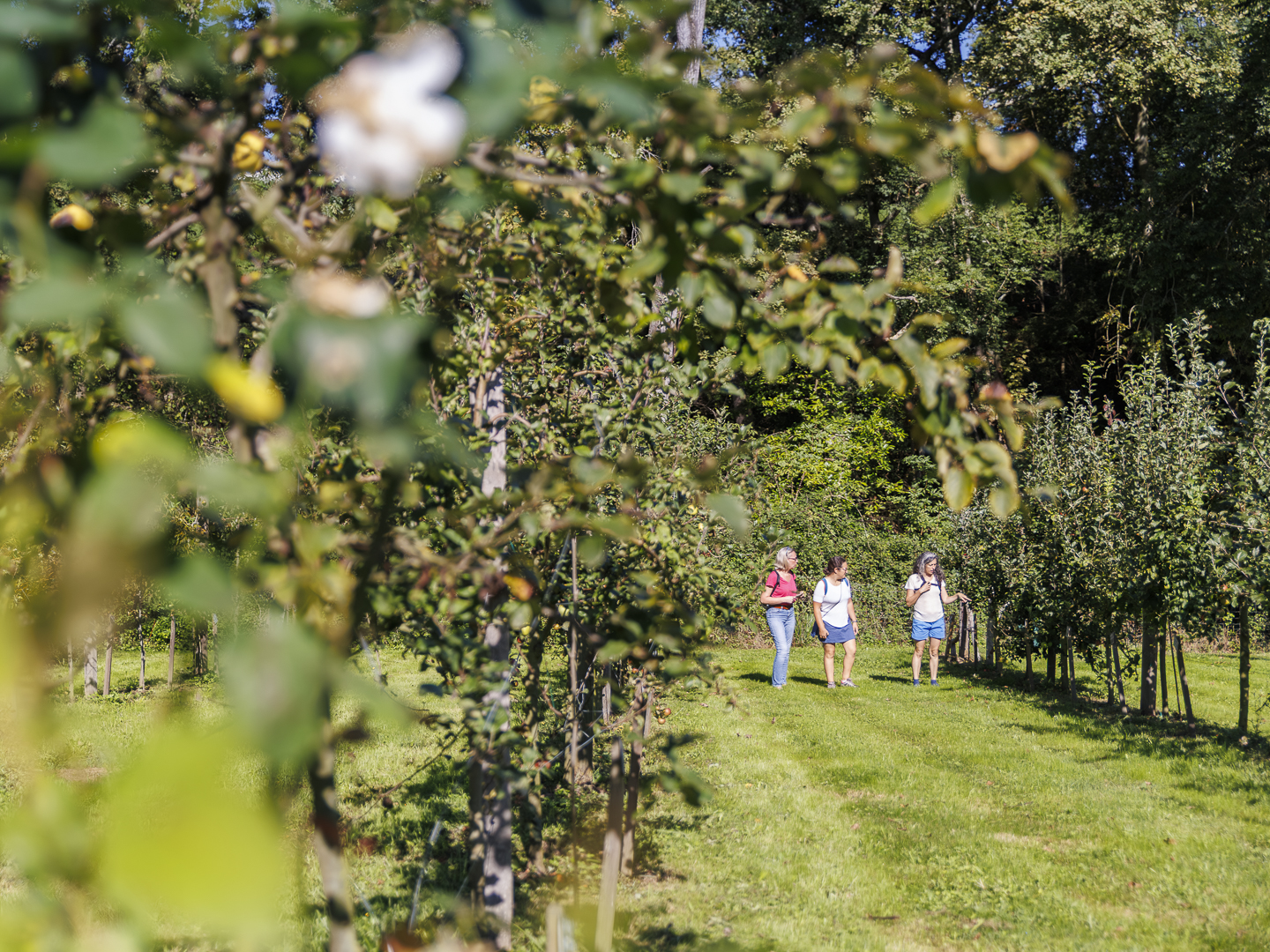 Rendez-vous aux jardins "T'as vu ?"