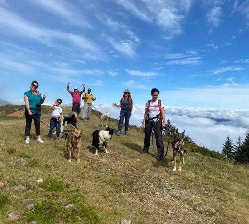 Randonner avec un chien nordique à La Pierre Saint-Martin