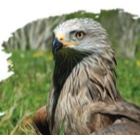 A la découverte des rapaces pyrénéens - Sortie ...