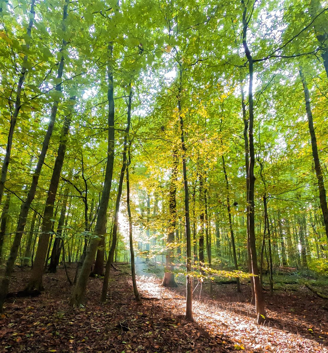 Visite commentée : à la découverte d'une forêt ...