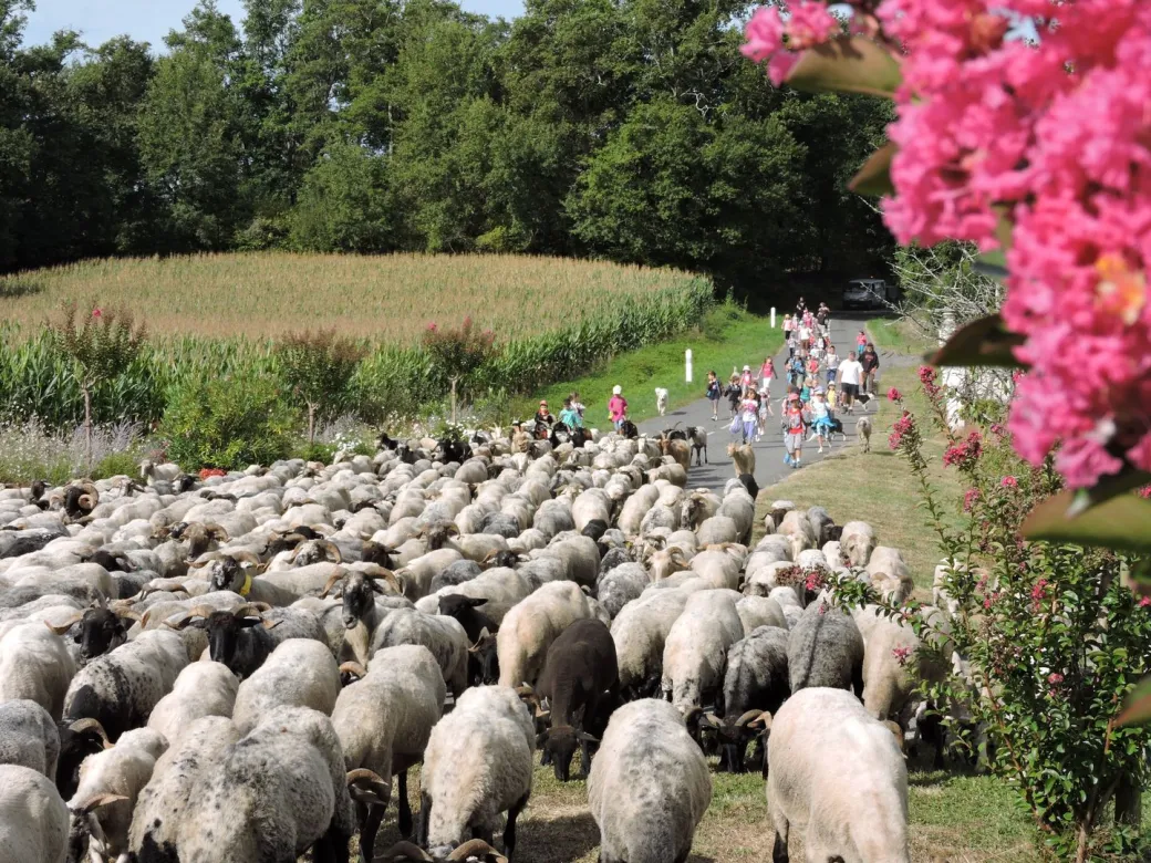 Route de la Transhumance - Crédit: Taron transhumance | CC BY-NC-ND 4.0