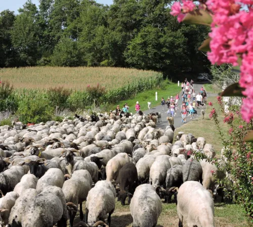 Route de la Transhumance
