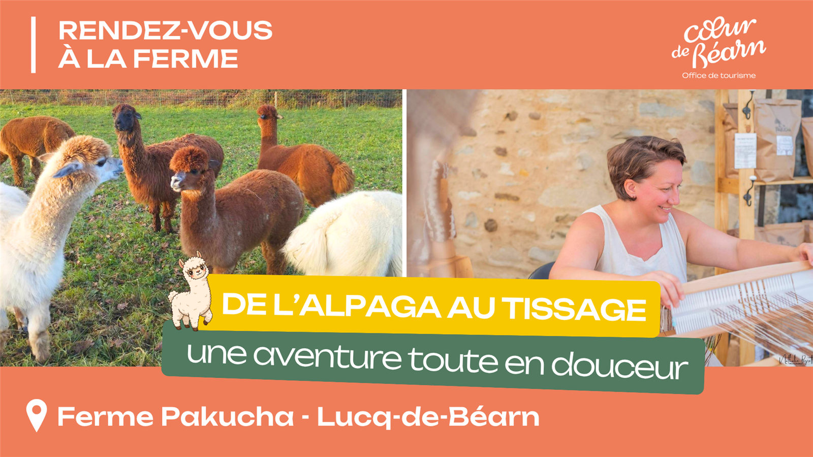 Rendez-vous à la ferme : De l'alpaga au tissage
