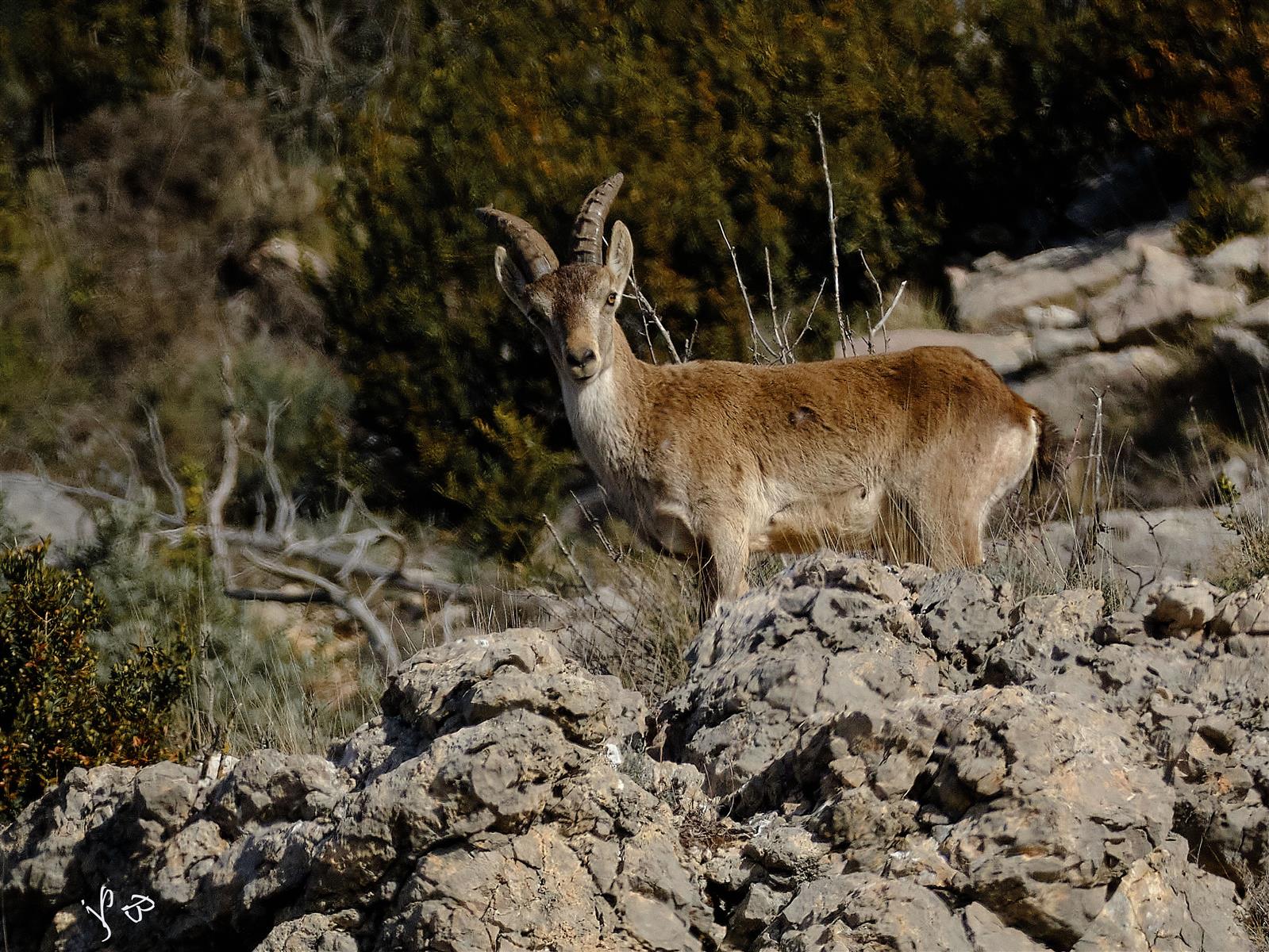 Sur les traces des bouquetins
