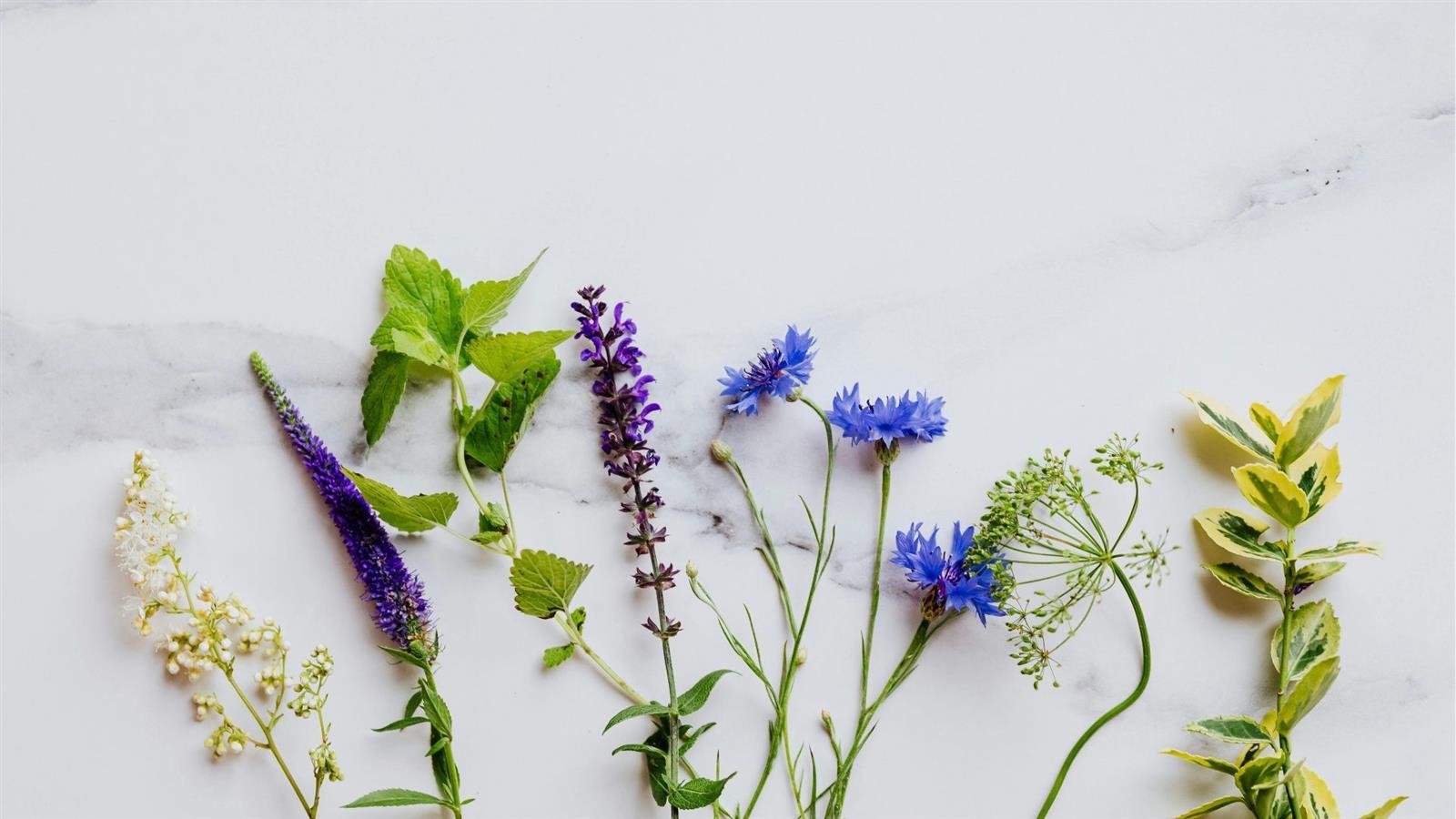 Sortie CPIE : Plantes sauvages comestibles