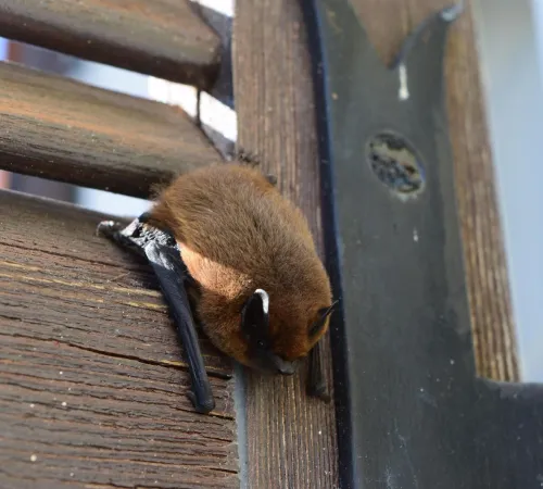 Mystérieuses Chauve-Souris