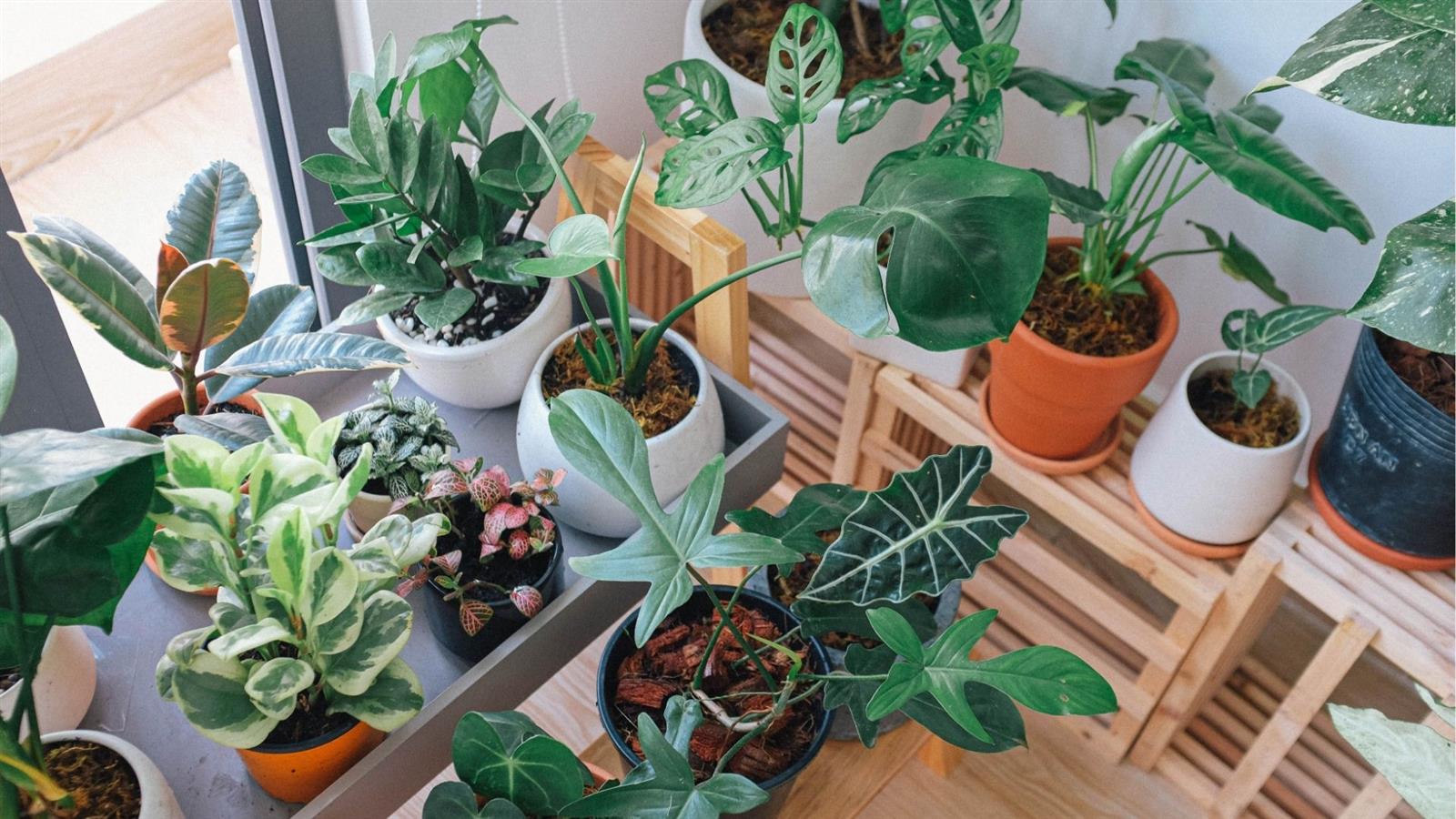 Plantes et mémoires connectées