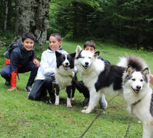 Randonner avec un chien nordique à Oloron Sainte-Marie