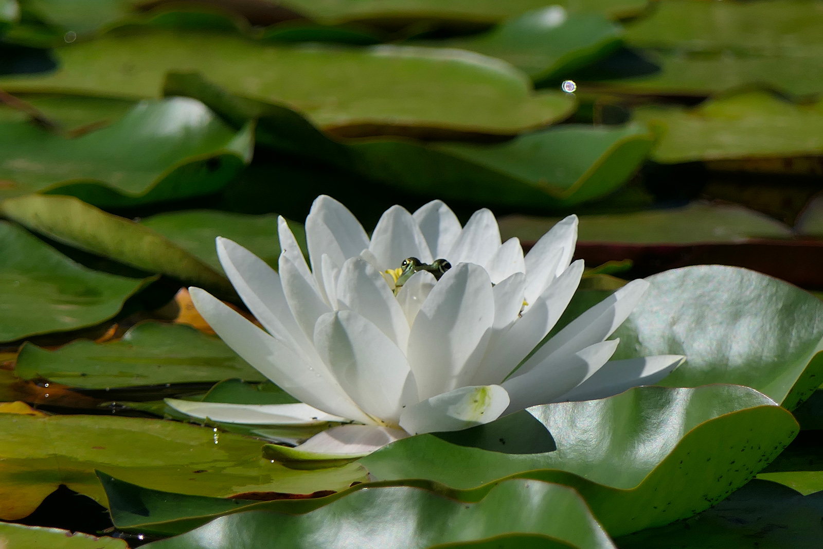 Les Jardins du Château de Viven