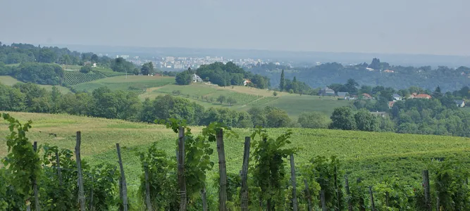 Jurançon - Gan - Coteaux du Jurançon