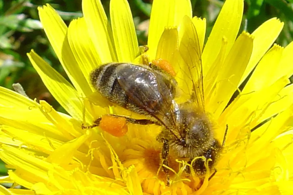 The Honey House of the Green Mountain